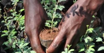 Reforestation for sustainable development